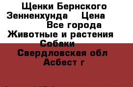 Щенки Бернского Зенненхунда  › Цена ­ 40 000 - Все города Животные и растения » Собаки   . Свердловская обл.,Асбест г.